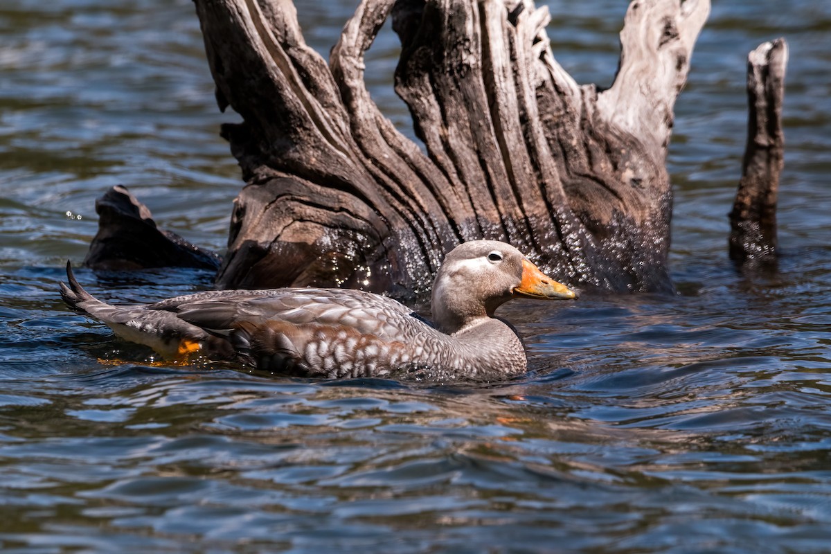 Flying Steamer-Duck - ML646217163