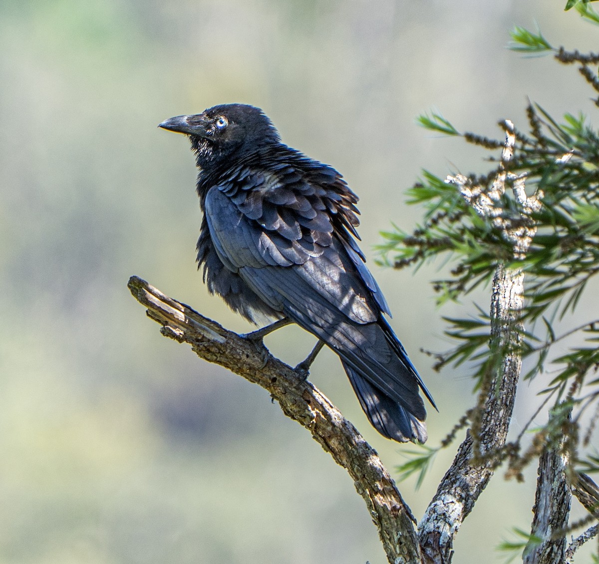 Torresian Crow - ML646217164