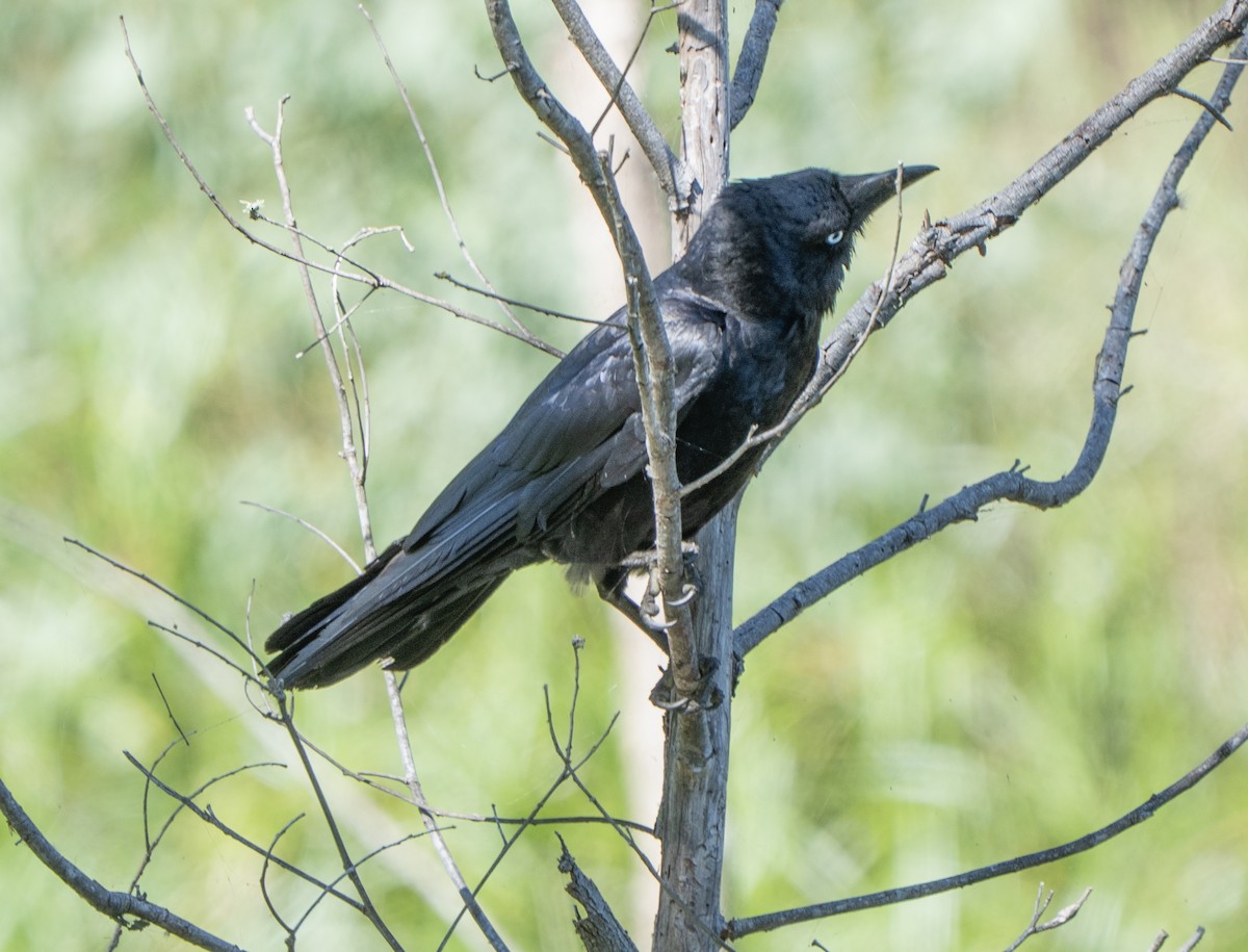 Torresian Crow - ML646217165