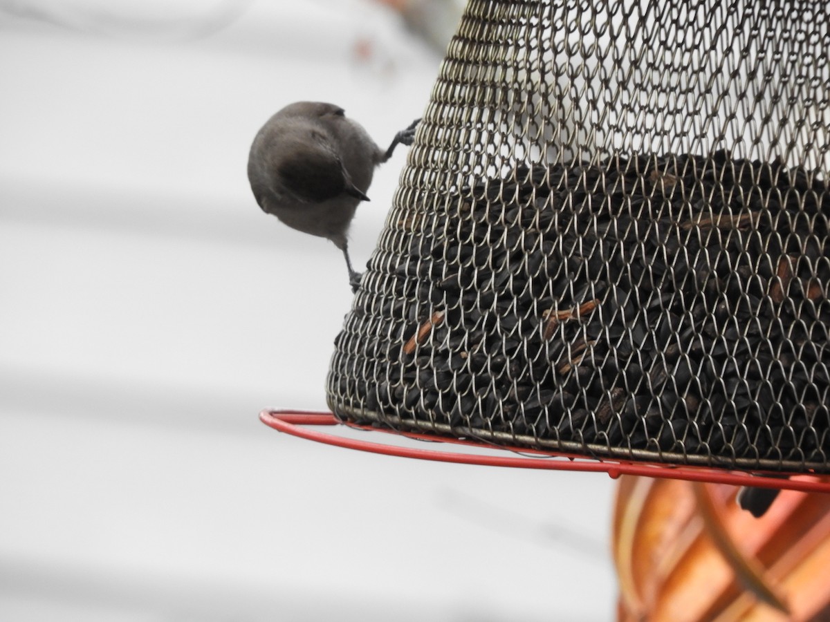 Oak Titmouse - ML646217166