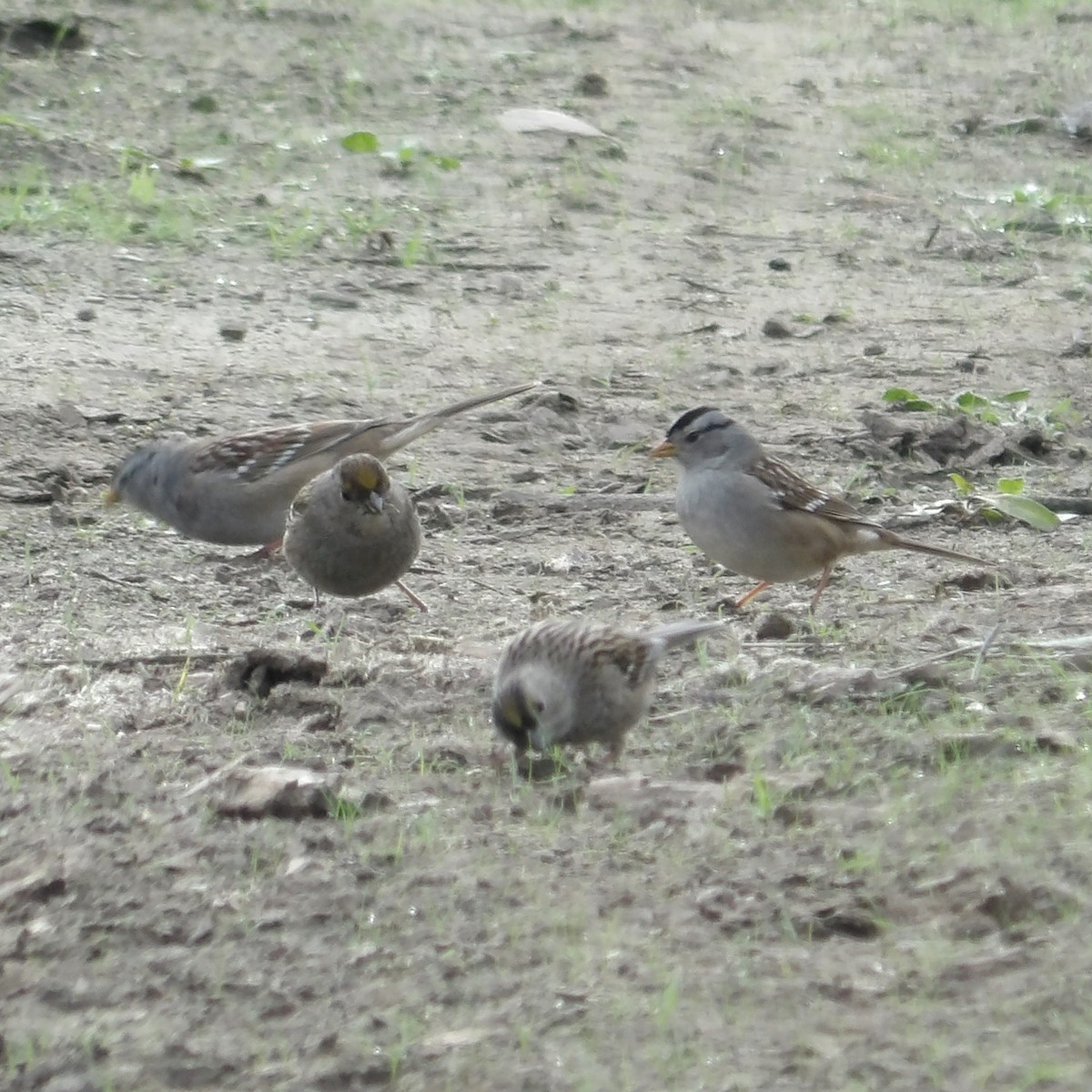 White-crowned Sparrow - ML646217167