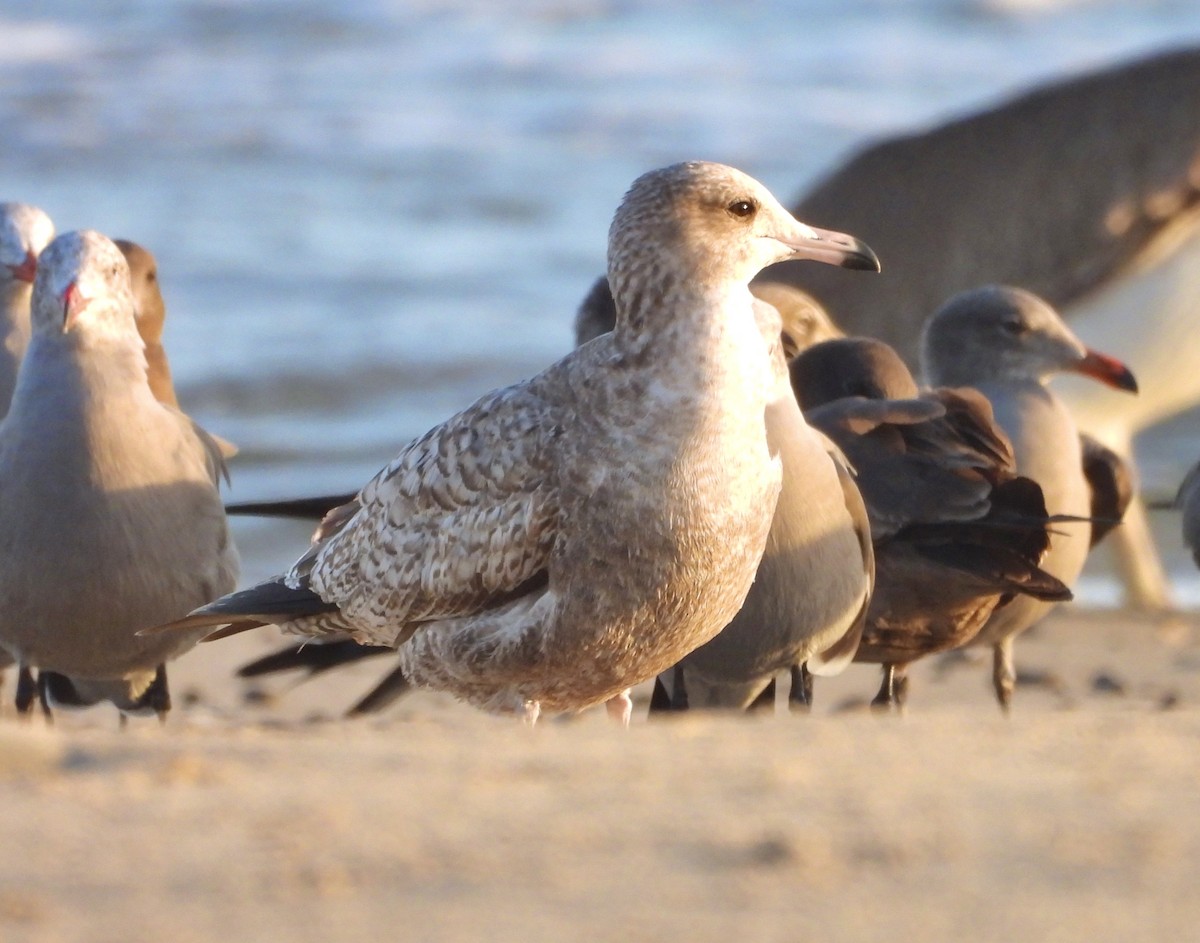 American Herring Gull - ML646217169