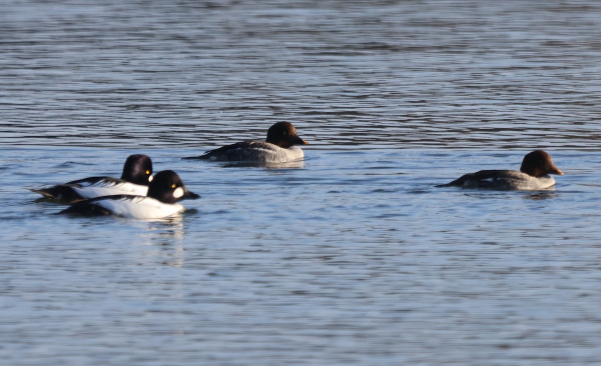 鵲鴨 - ML646217171