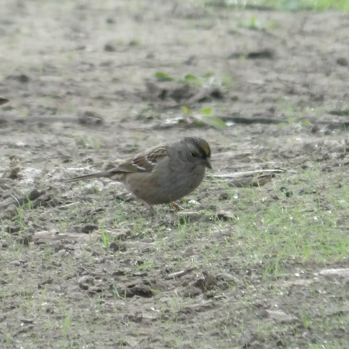 Golden-crowned Sparrow - ML646217173