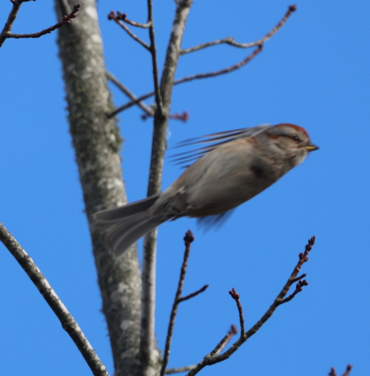 Hudson Körfezi Serçesi - ML646217181