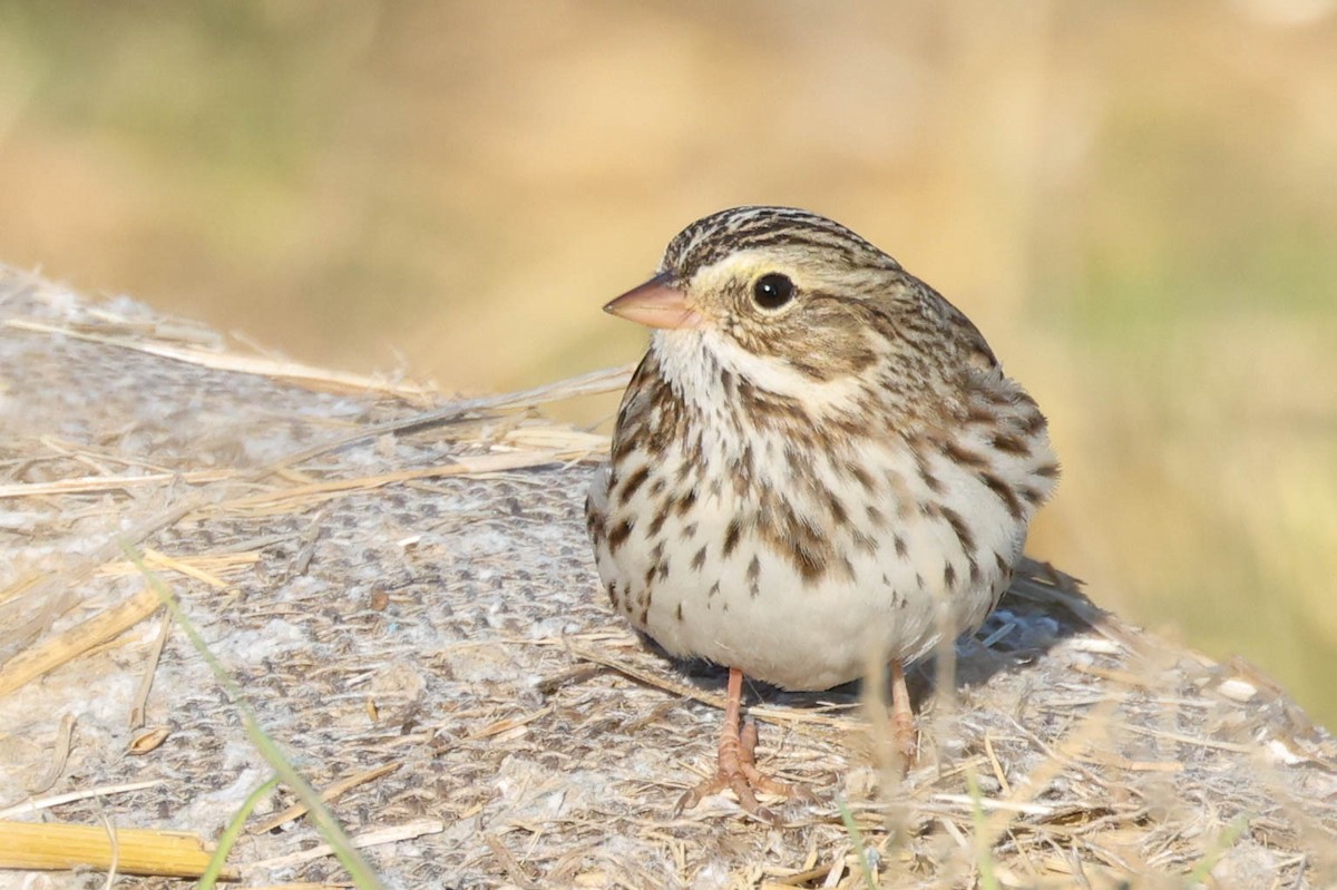 Savannah Sparrow - ML646217186