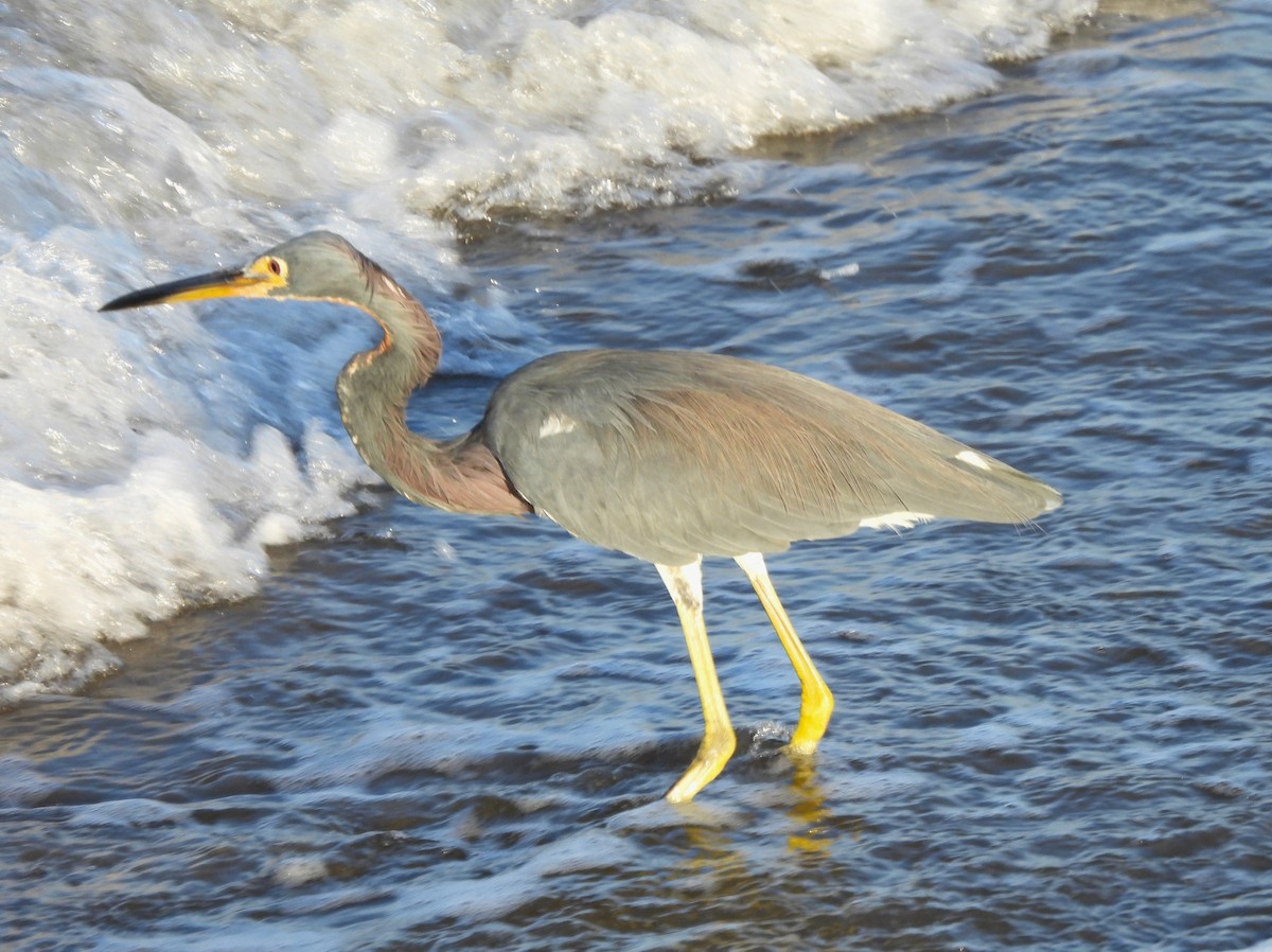 Tricolored Heron - ML646217190