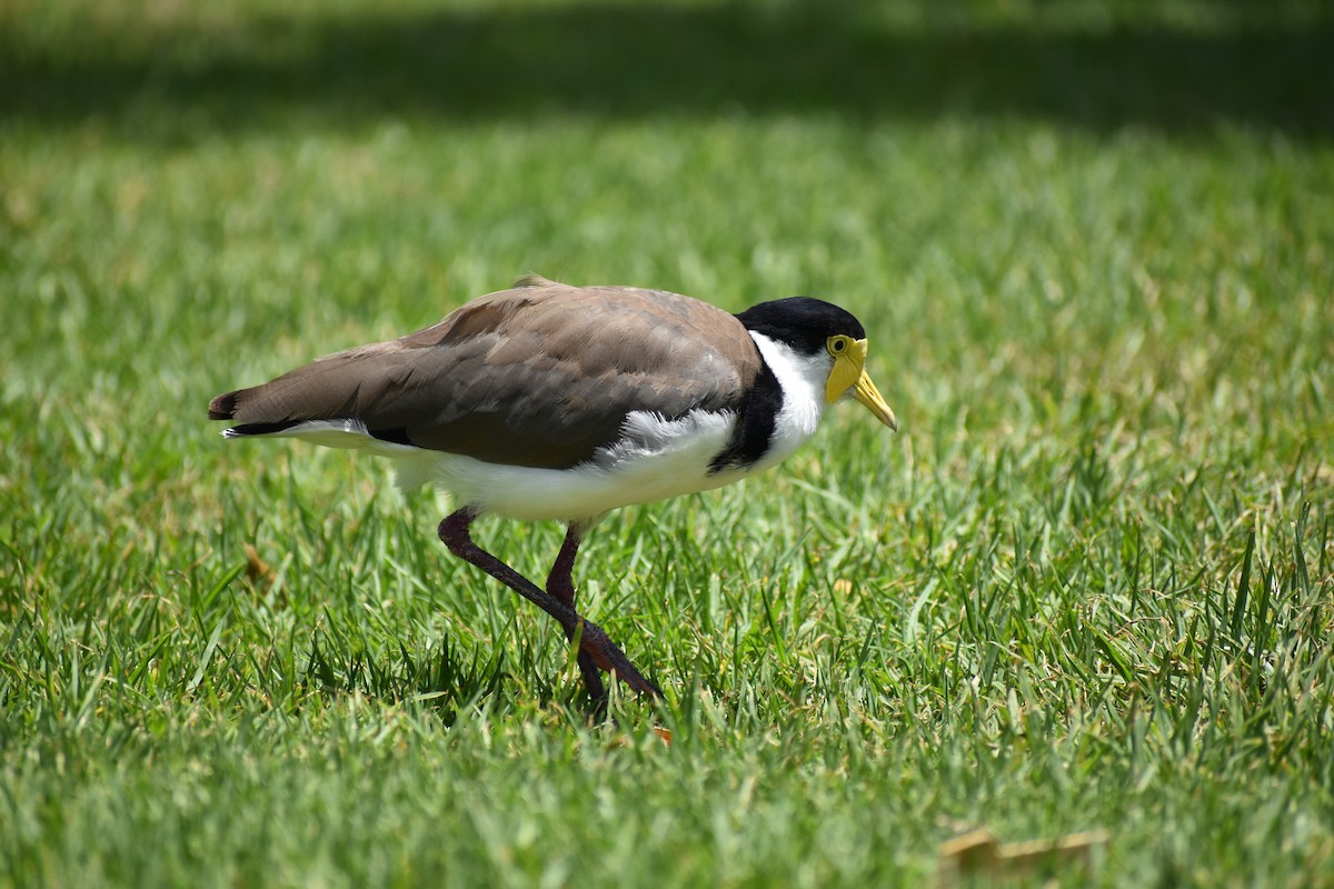 Hegabera maskaraduna - ML646217192