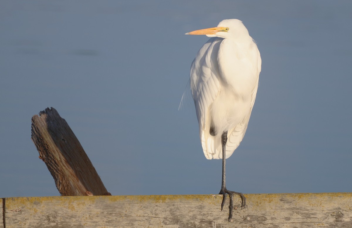 Koartza zuria - ML646217200