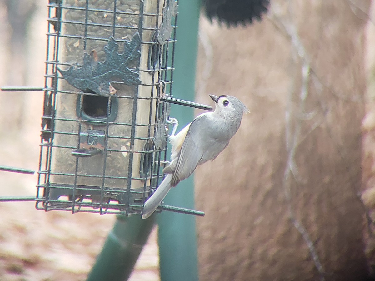 Tufted Titmouse - ML646217201