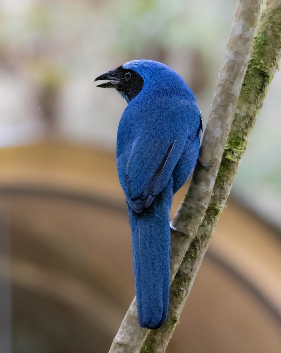 Turquoise Jay - ML646217208