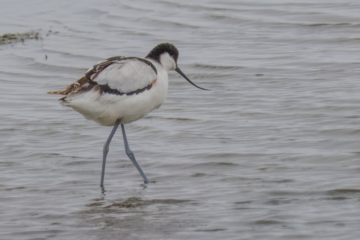 Kılıçgaga - ML646217215