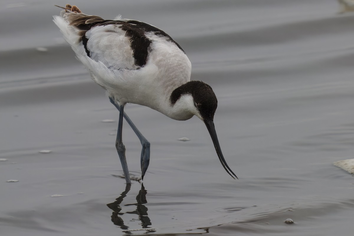 Kılıçgaga - ML646217216