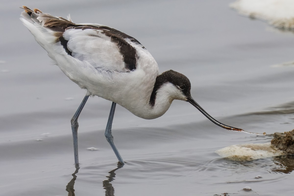 Kılıçgaga - ML646217217