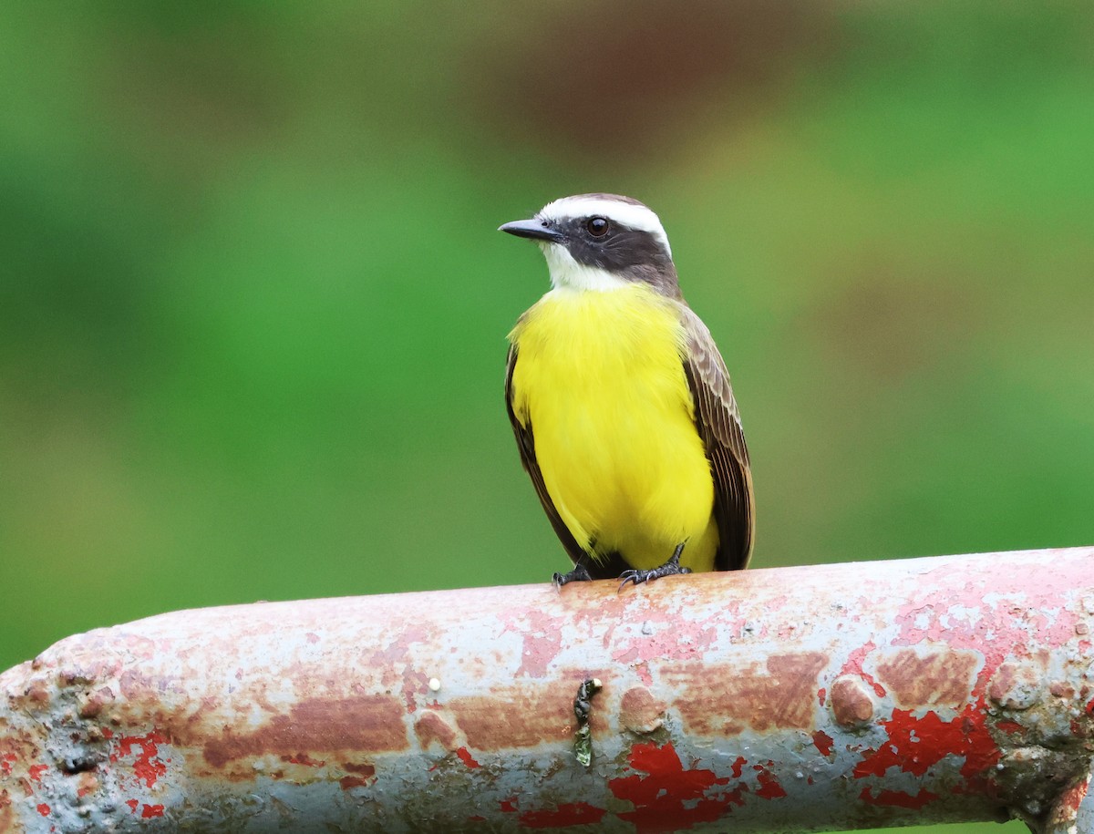 Tyran sociable - ML646217222