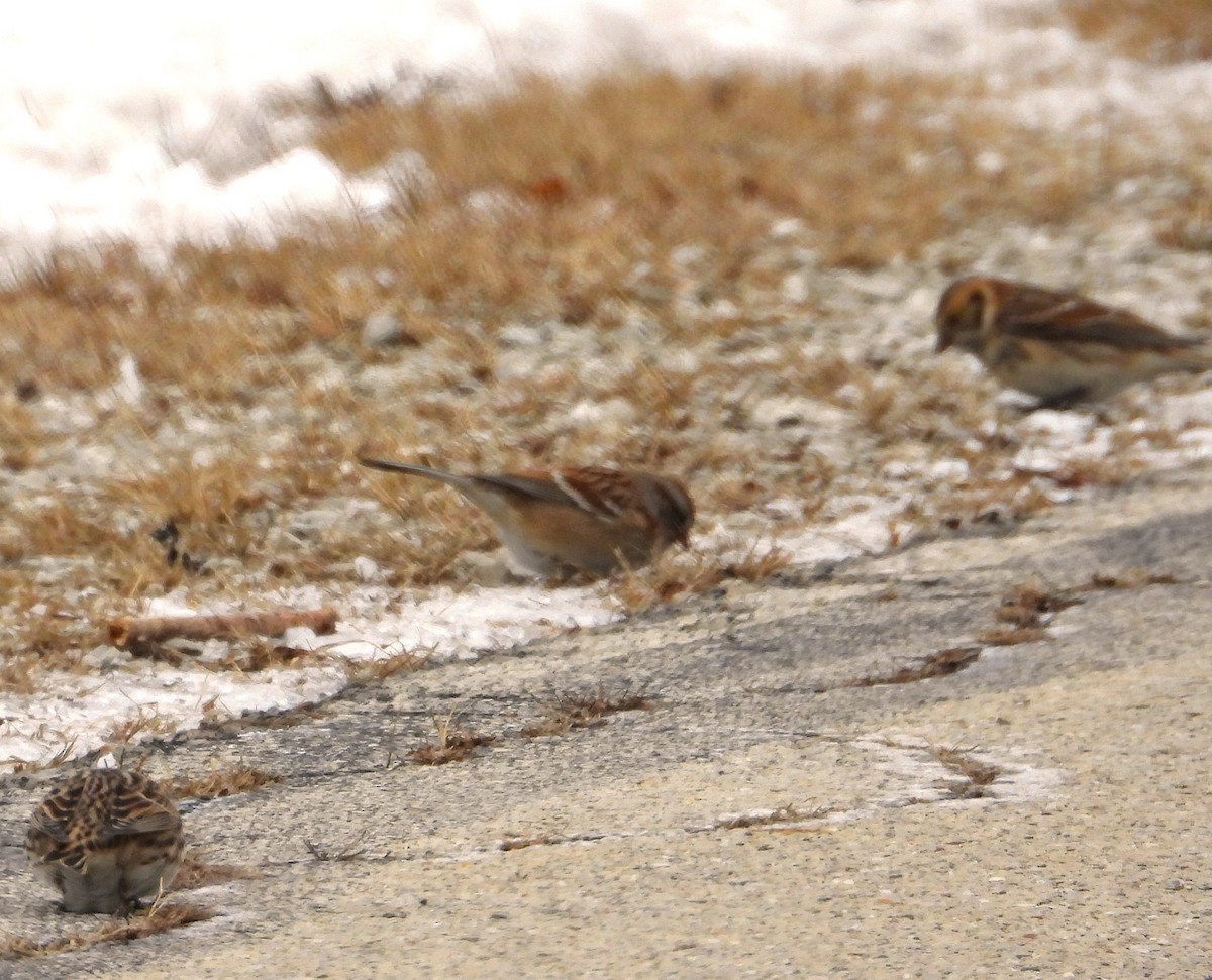 Mahmuzlu Çinte - ML646217223