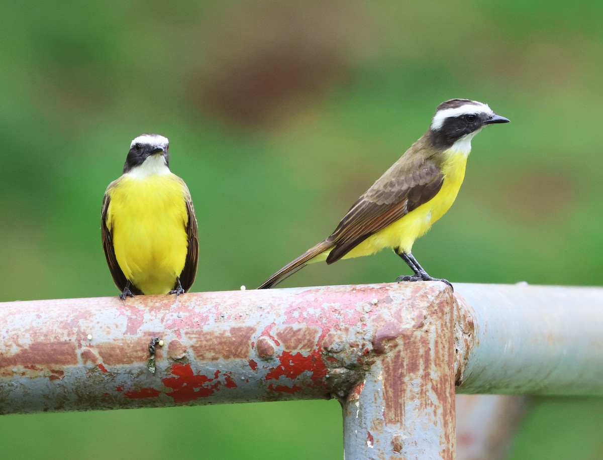 Sosyal Tiran - ML646217224