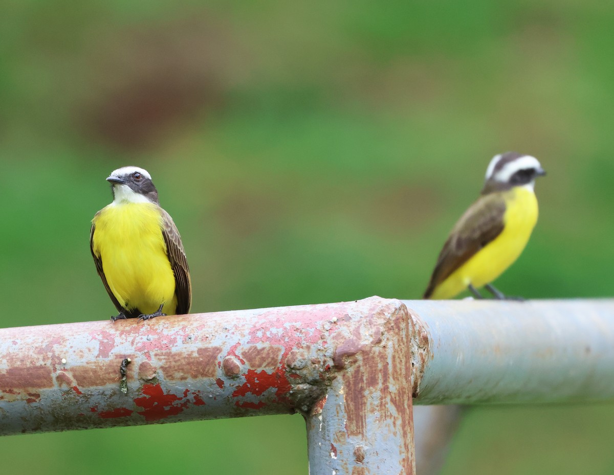 Sosyal Tiran - ML646217225