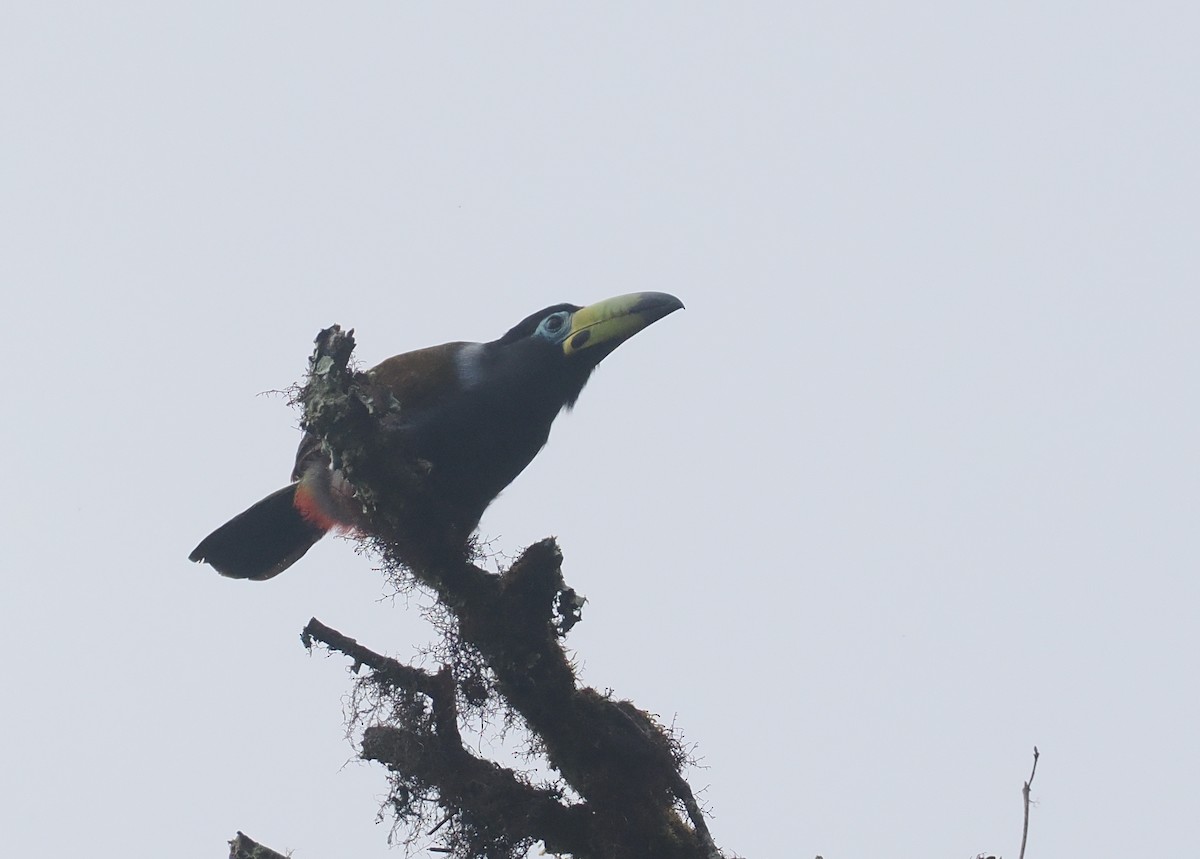 Maskeli Dağ Tukaneti - ML646217235