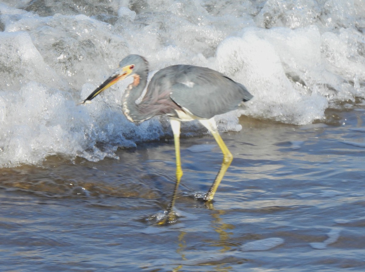 Üç Renkli Balıkçıl - ML646217236