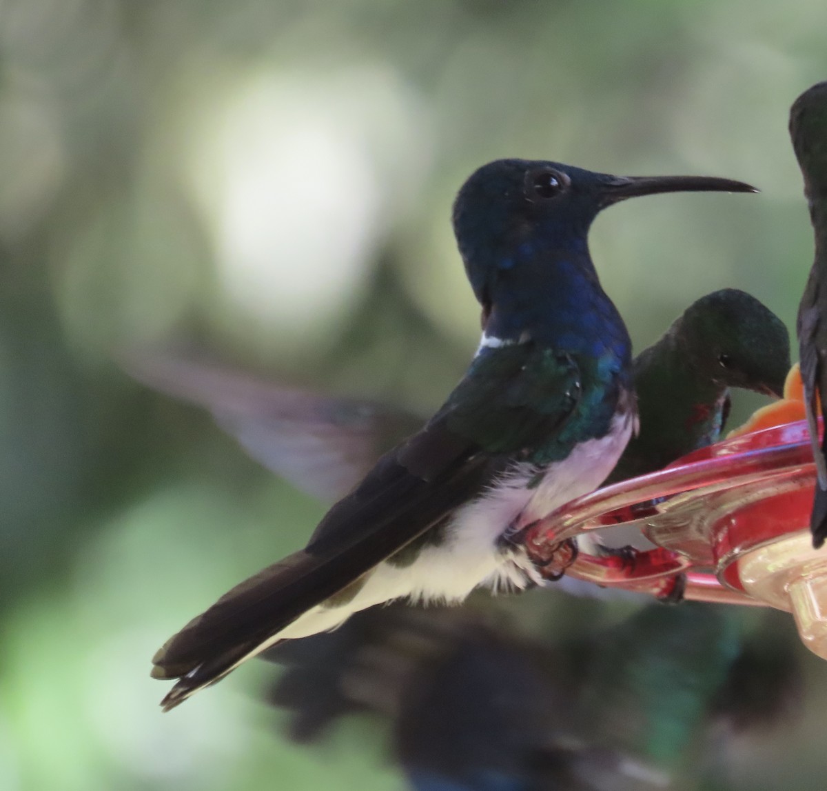 Beyaz Yakalı Kolibri - ML646217239