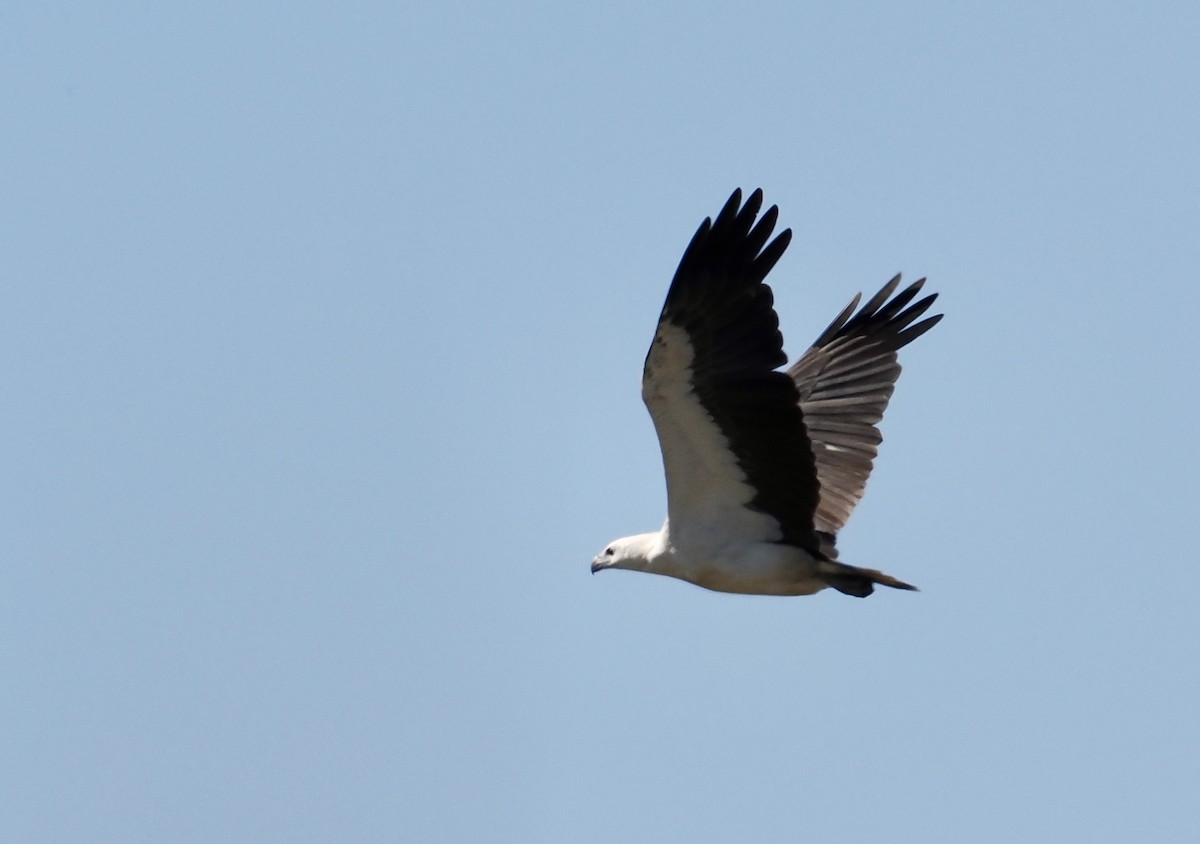 Oriyental Deniz Kartalı - ML646217240