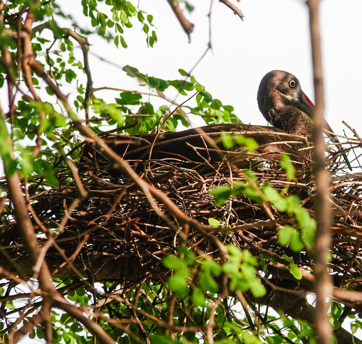 Hadada Aynağı - ML646217241