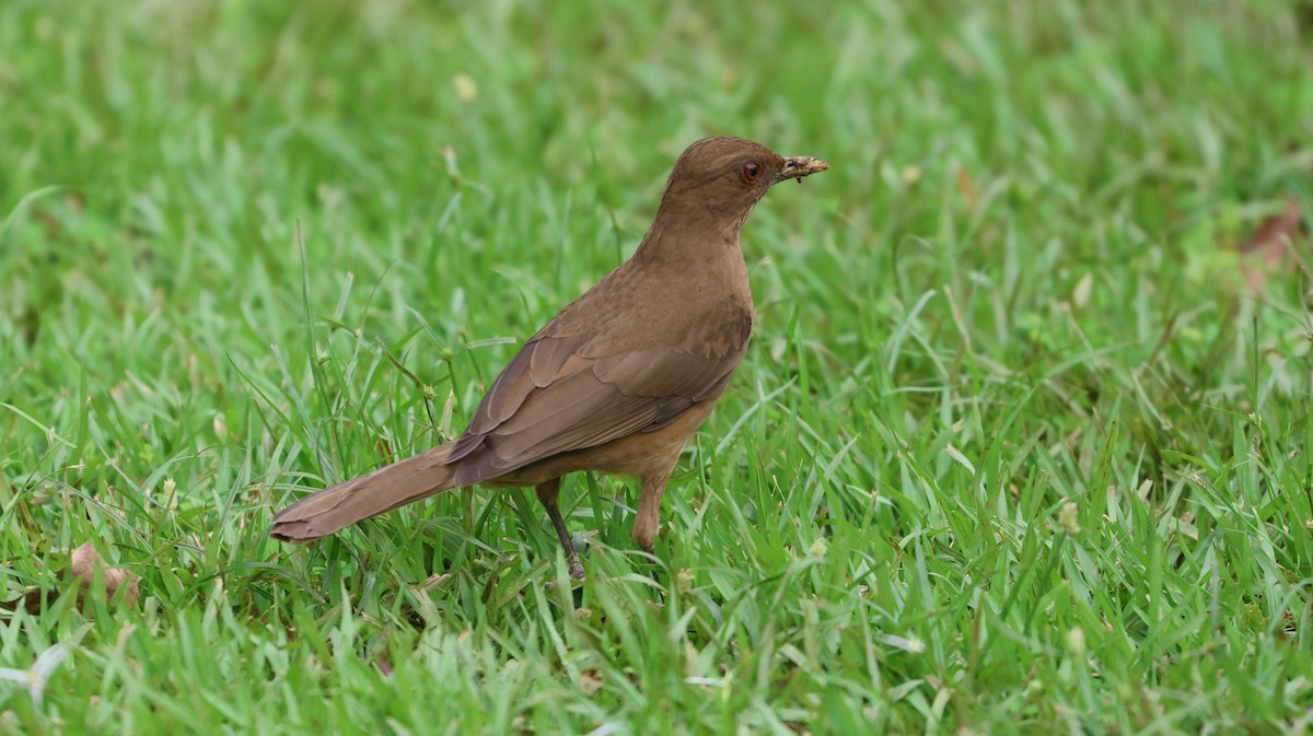 Kil Rengi Ardıç - ML646217242