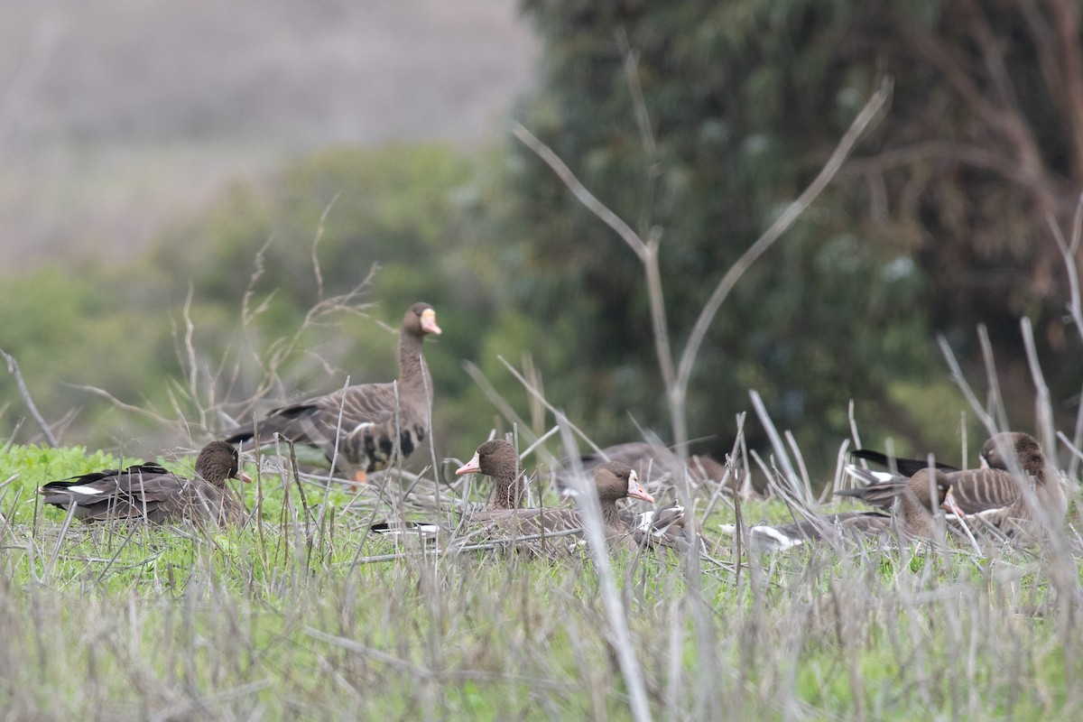 Sakarca - ML646217244