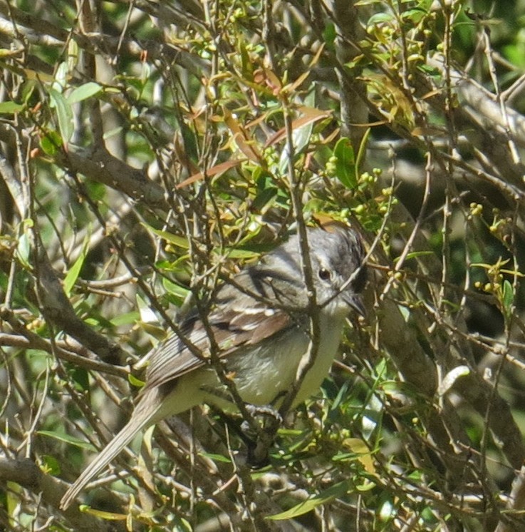 Ak Tepeli Tiranület - ML646217251