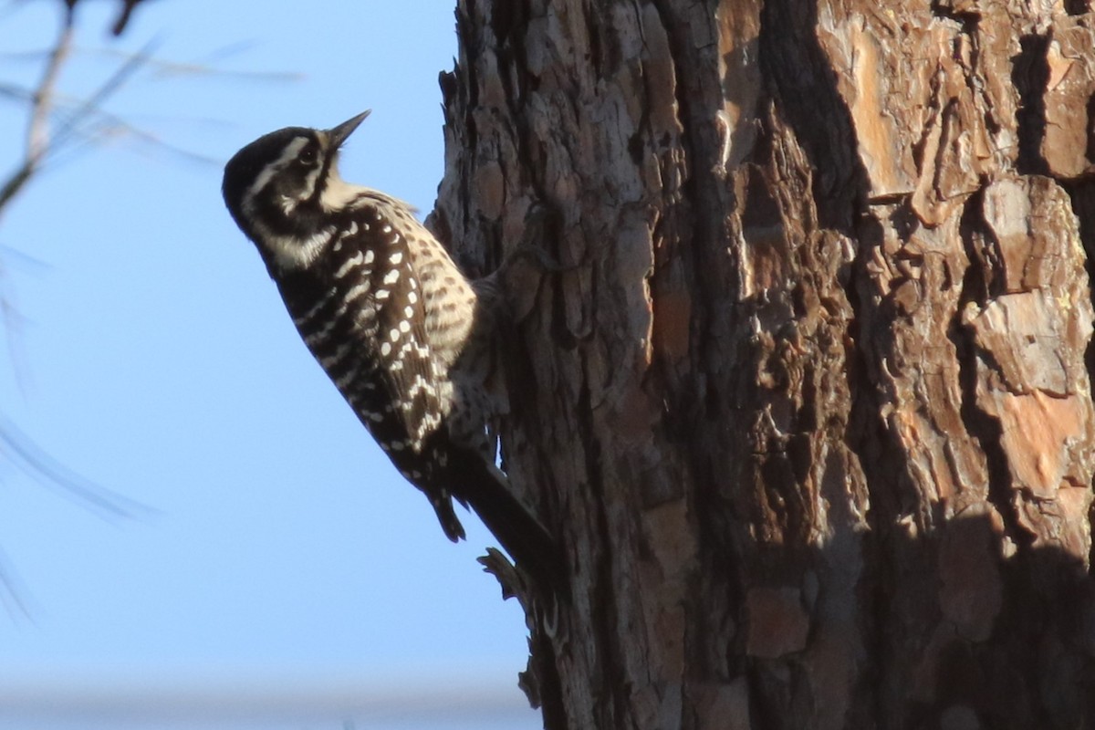 Nuttall Ağaçkakanı - ML646217252