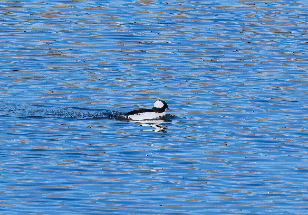 Ak Yanaklı Ördek - ML646217253