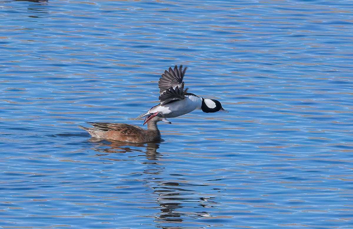 Ak Yanaklı Ördek - ML646217254