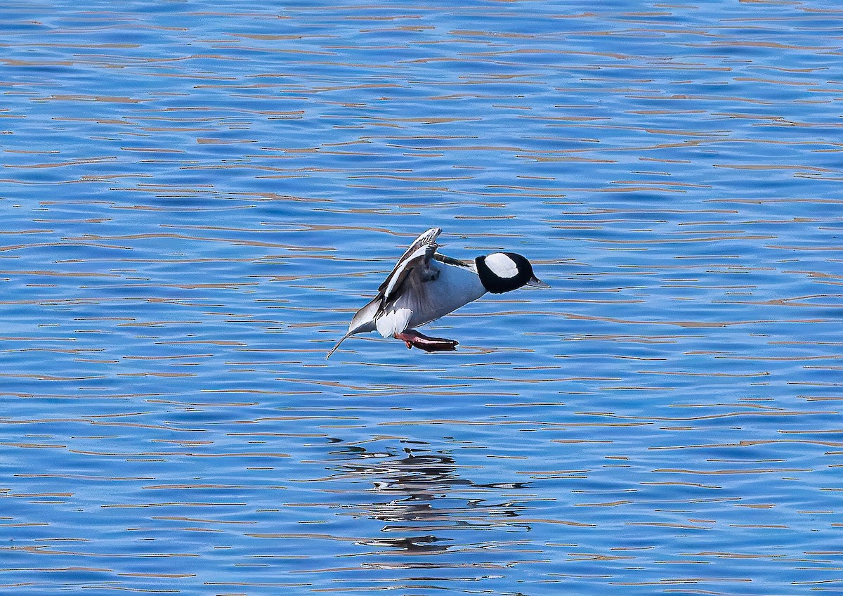 Ak Yanaklı Ördek - ML646217255