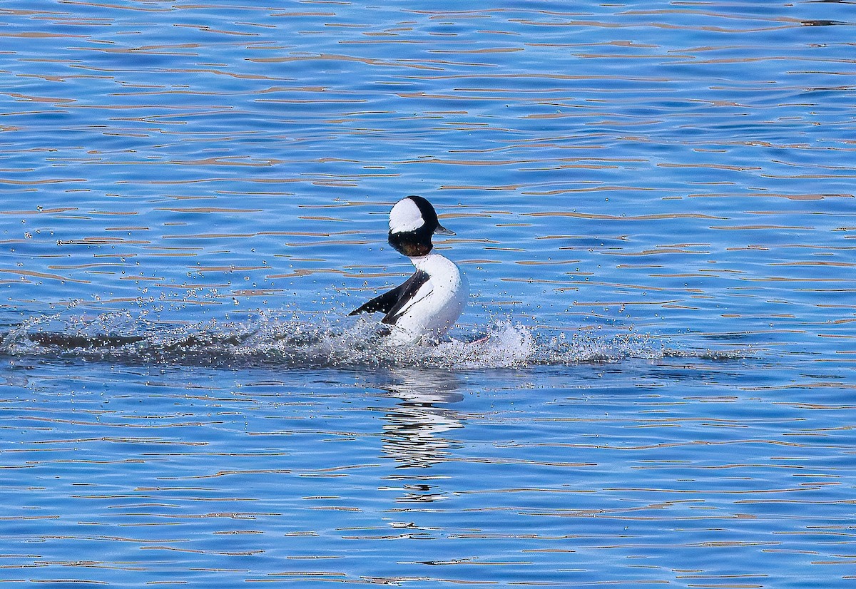 Ak Yanaklı Ördek - ML646217256