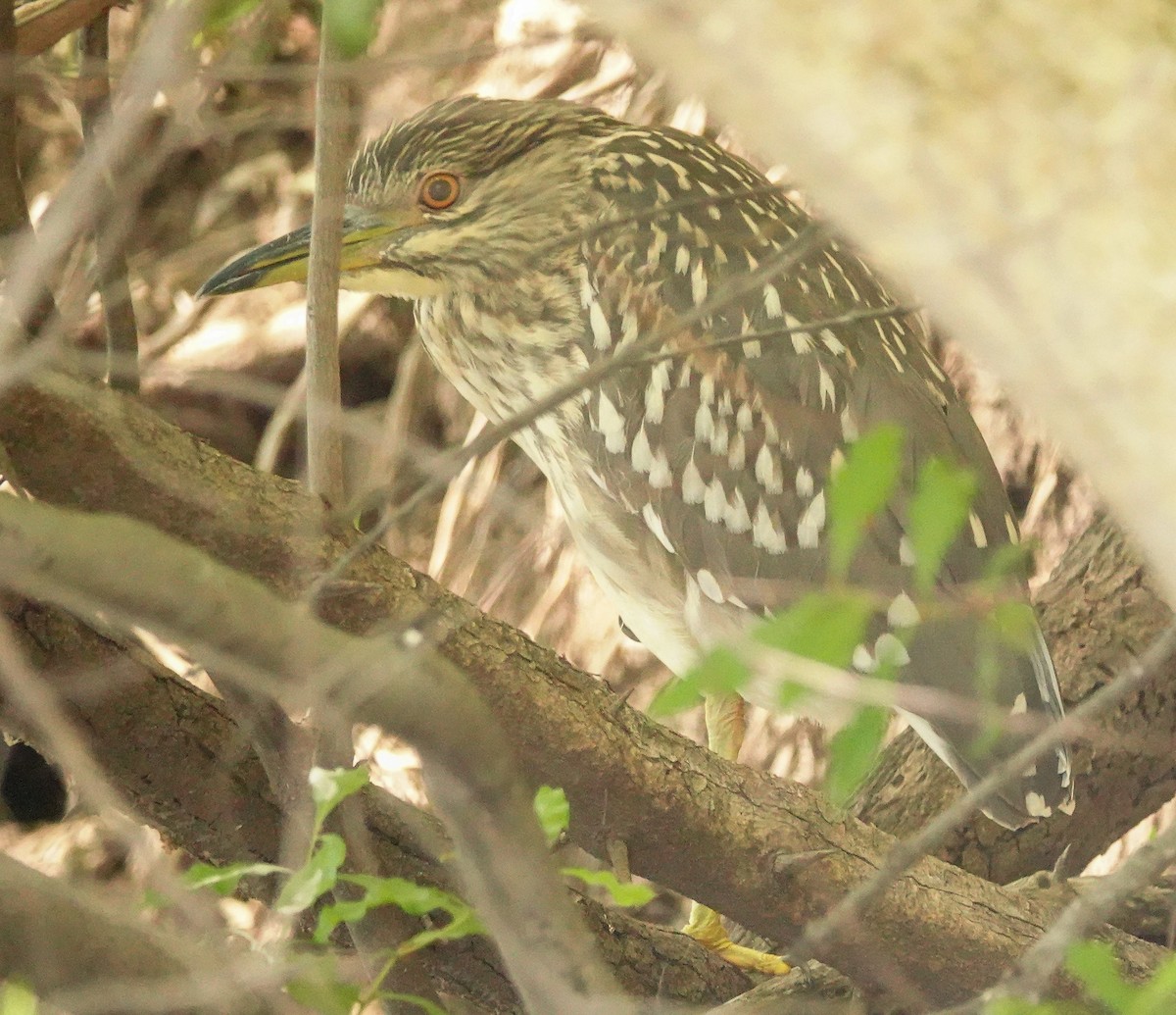 Gece Balıkçılı - ML646217257