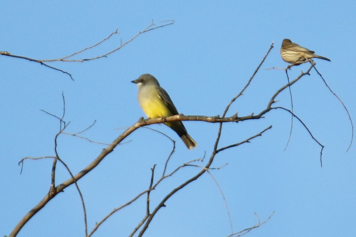 Kayalık Dağları Tiranı - ML646217260