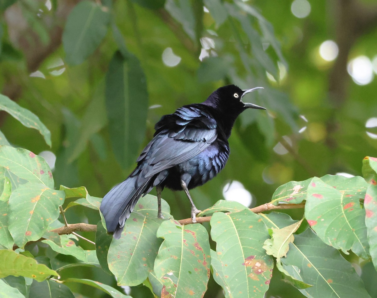 Büyük Kuyruklu Kiskal - ML646217261