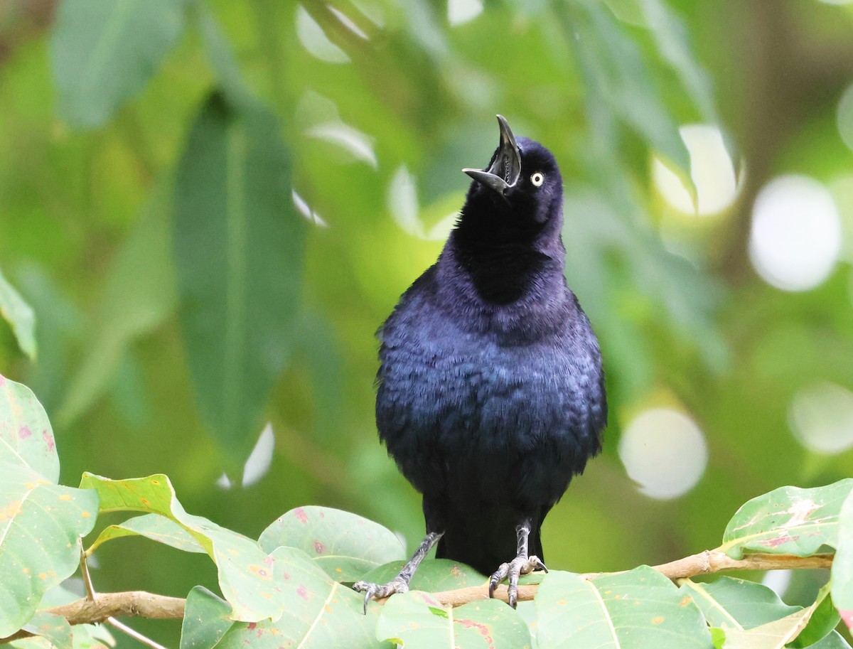 Büyük Kuyruklu Kiskal - ML646217262