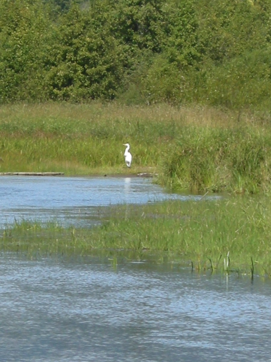 Büyük Ak Balıkçıl - ML646217264