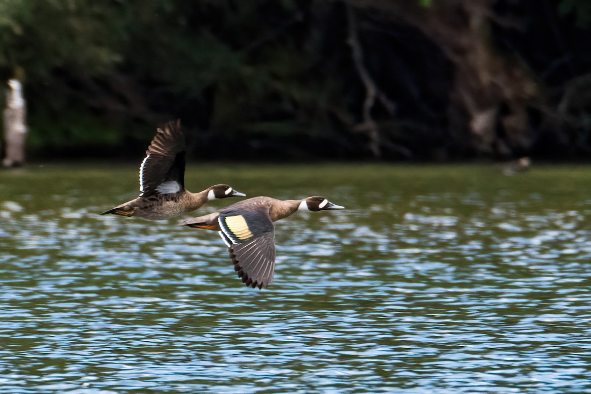 Ahate betaurrekoduna - ML646217276