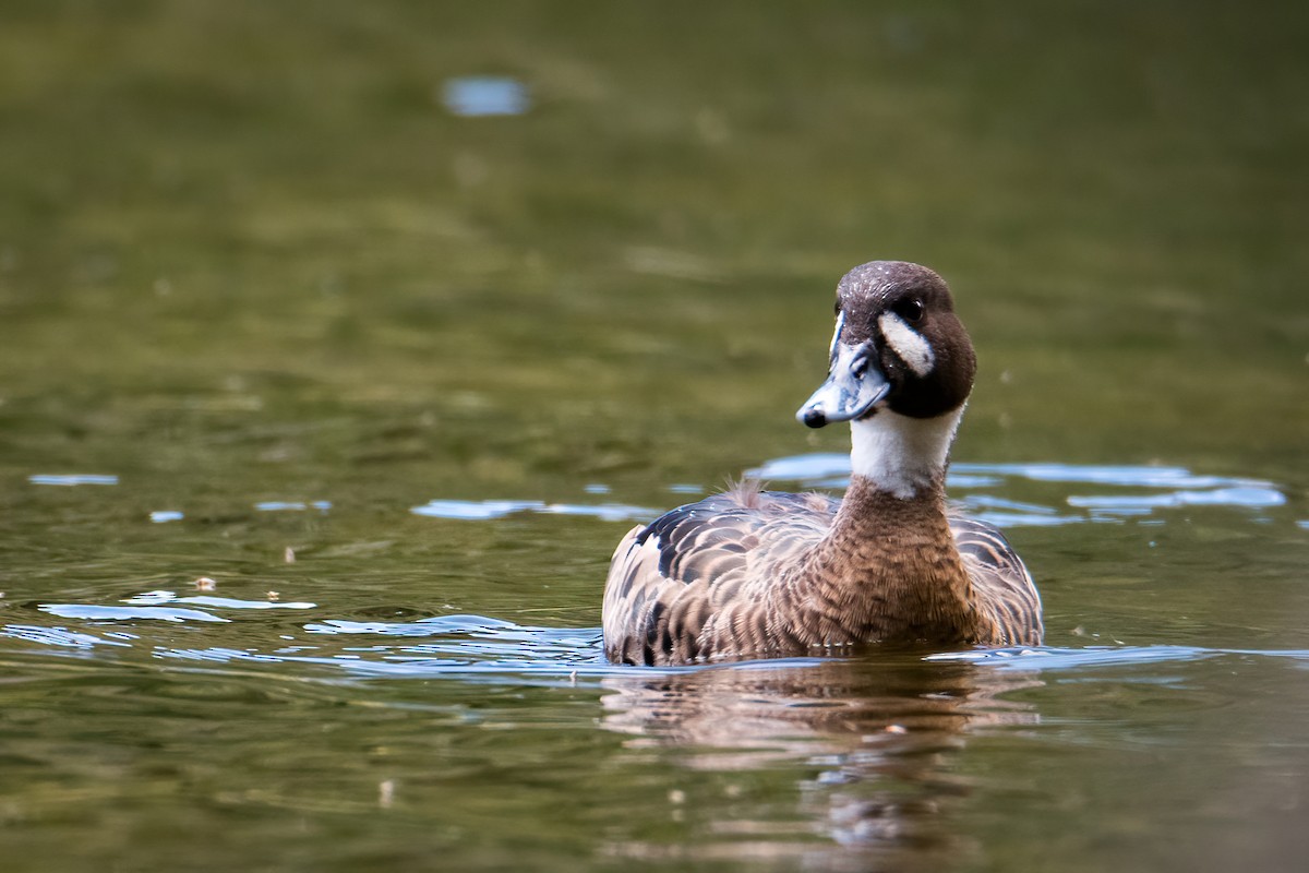 Ahate betaurrekoduna - ML646217277