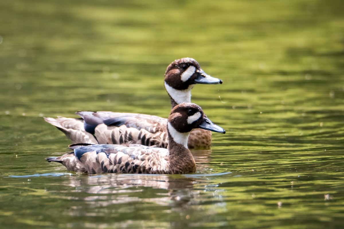 Ahate betaurrekoduna - ML646217278