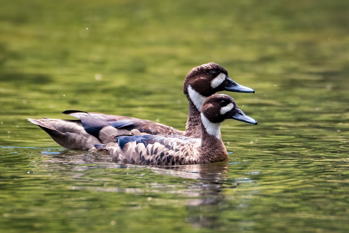 Ahate betaurrekoduna - ML646217280