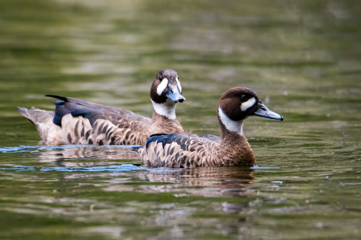 Ahate betaurrekoduna - ML646217281