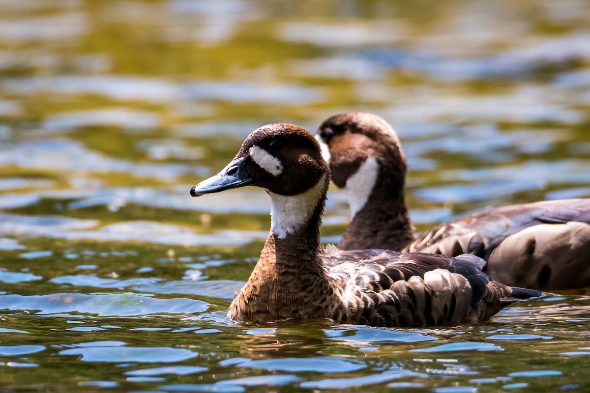 Ahate betaurrekoduna - ML646217282