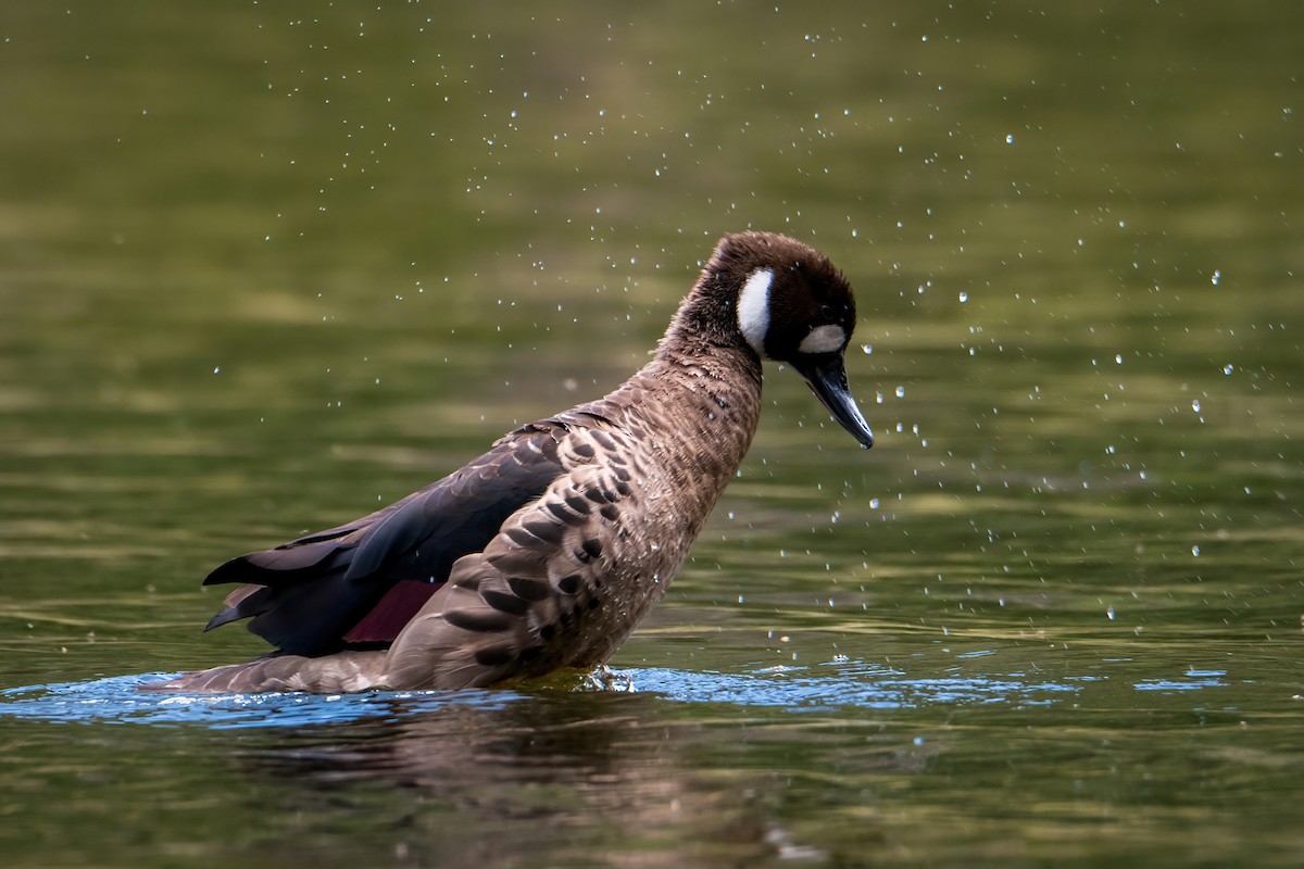 Ahate betaurrekoduna - ML646217283