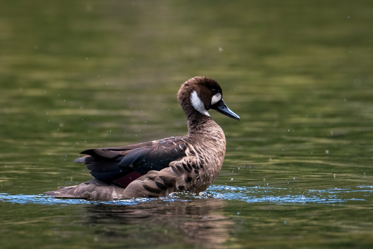 Ahate betaurrekoduna - ML646217284