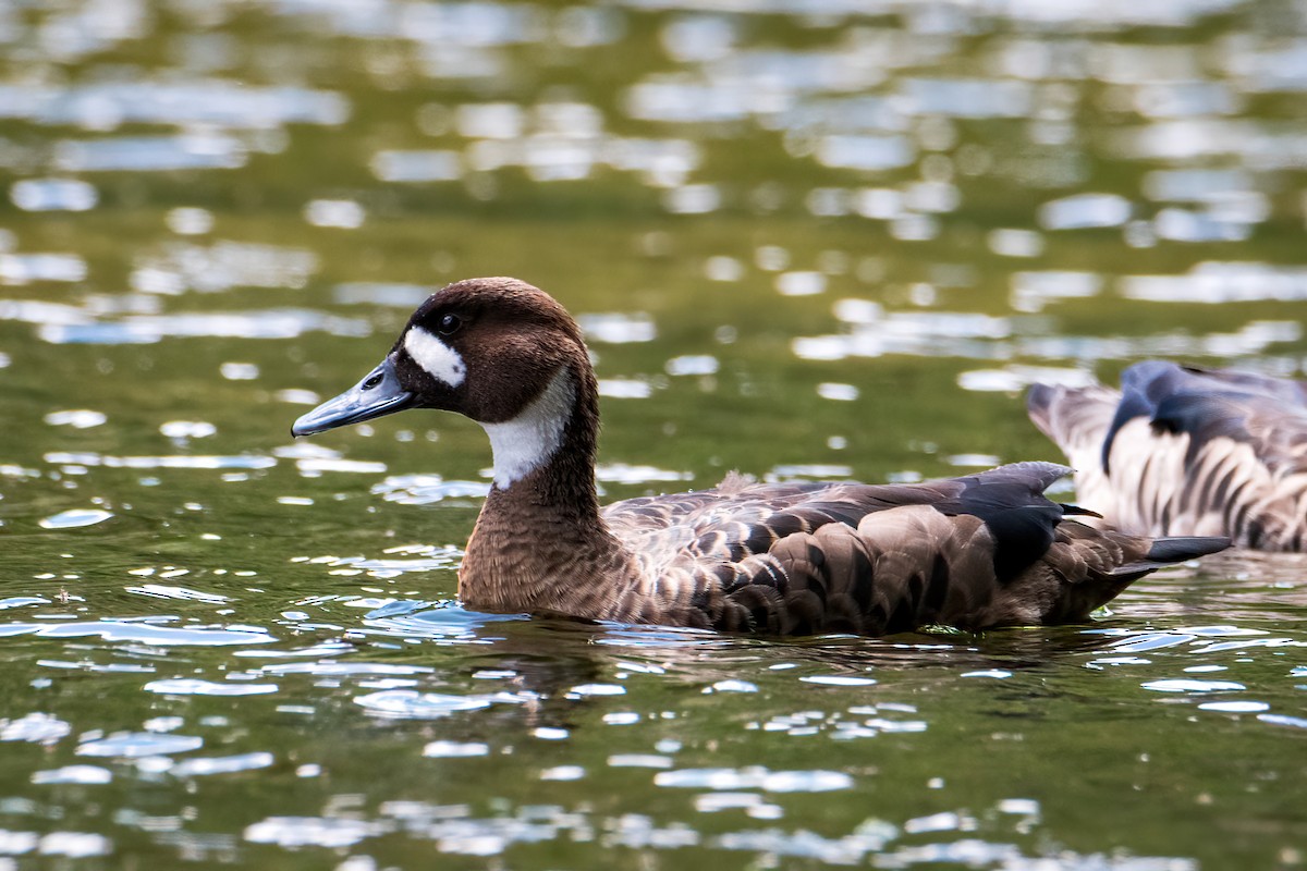 Ahate betaurrekoduna - ML646217285