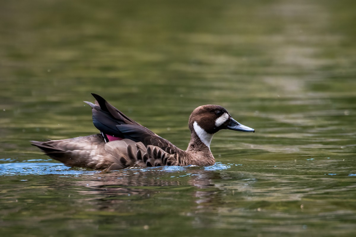 Ahate betaurrekoduna - ML646217287